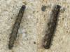 Nymphalis polychloros